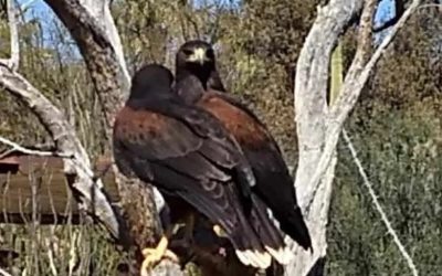 Our Easter Celebration: Anchor of Hope – Righteous Redeemer